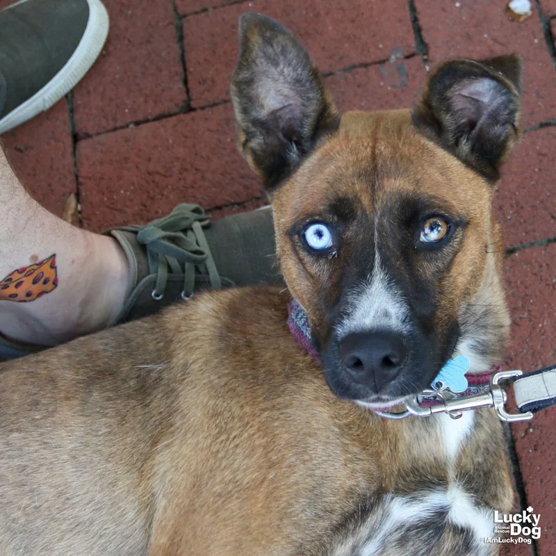 Sheba thumbnail 3