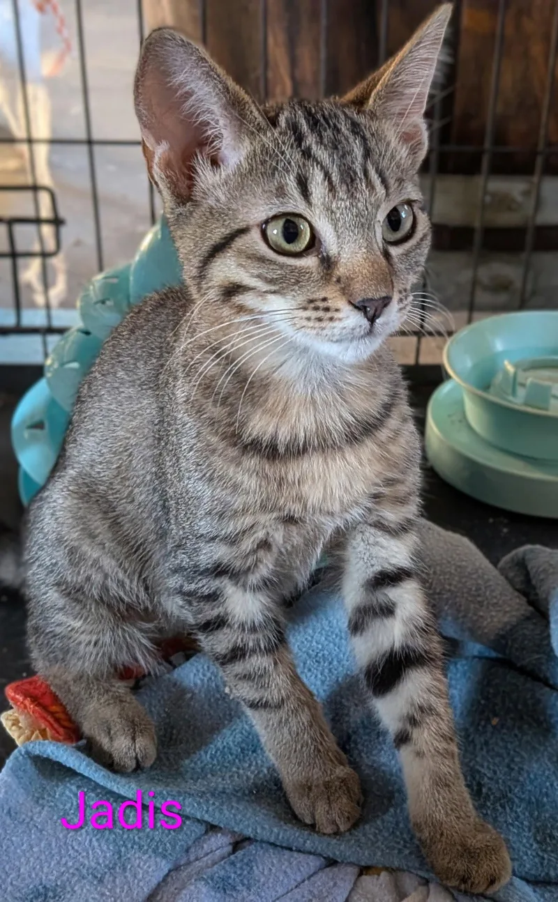 A young medium-sized female Domestic Short Hair cat named Jadis for adoption in Morgan Hill, CA