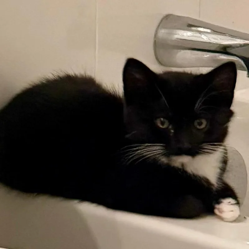A baby small-sized male Domestic Short Hair cat named Jamie Tartt for adoption in Fairfax, VA