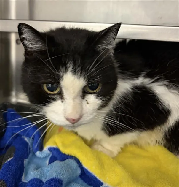 An adult medium-sized female Domestic Short Hair cat named Baby for adoption in Chula Vista, CA