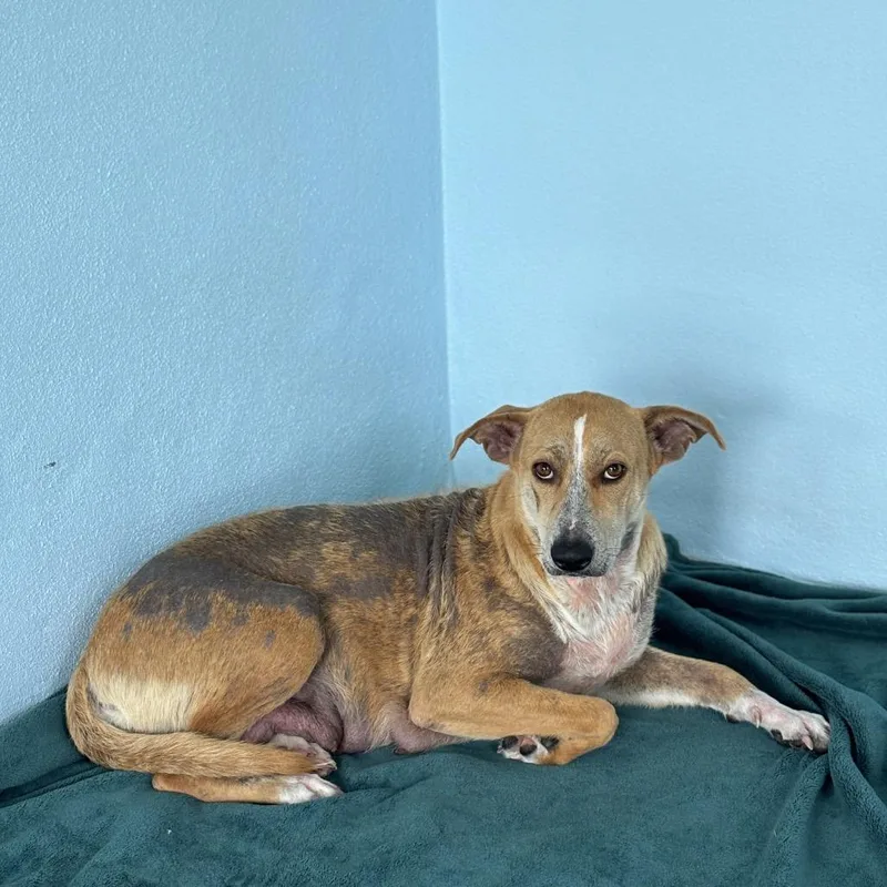 An adult medium-sized female Yellow / Tan / Blond / Fawn Mixed Breed dog named Peanut Butter for adoption in LOXAHATCHEE, FL