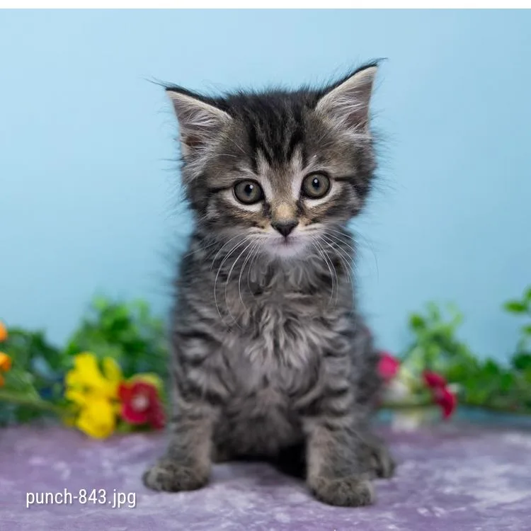 A baby small-sized female Brown / Chocolate Domestic Short Hair cat named Punch for adoption in Durham, NC