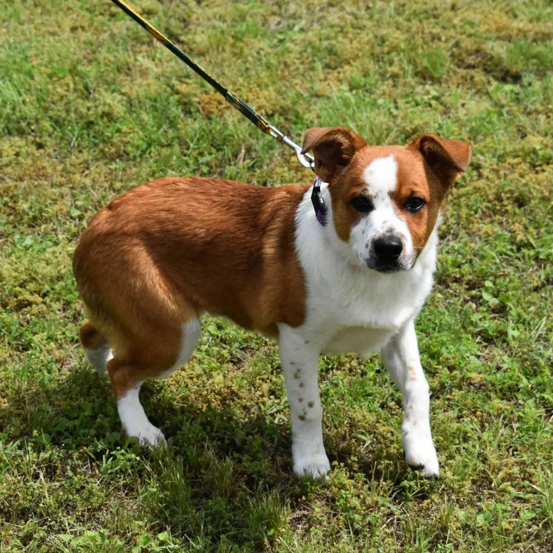 A baby medium-sized male Red / Chestnut / Orange Australian Cattle Dog / Blue Heeler dog named Spongebob for adoption in Searcy, AR