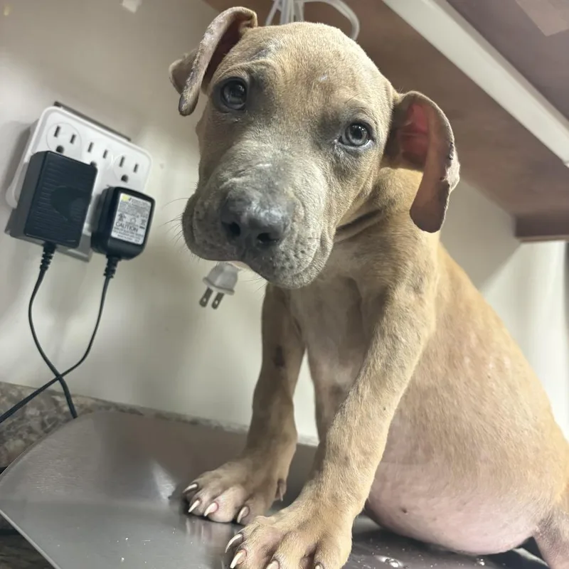 A baby small-sized male Terrier dog named Benard U for adoption in Tupelo, MS