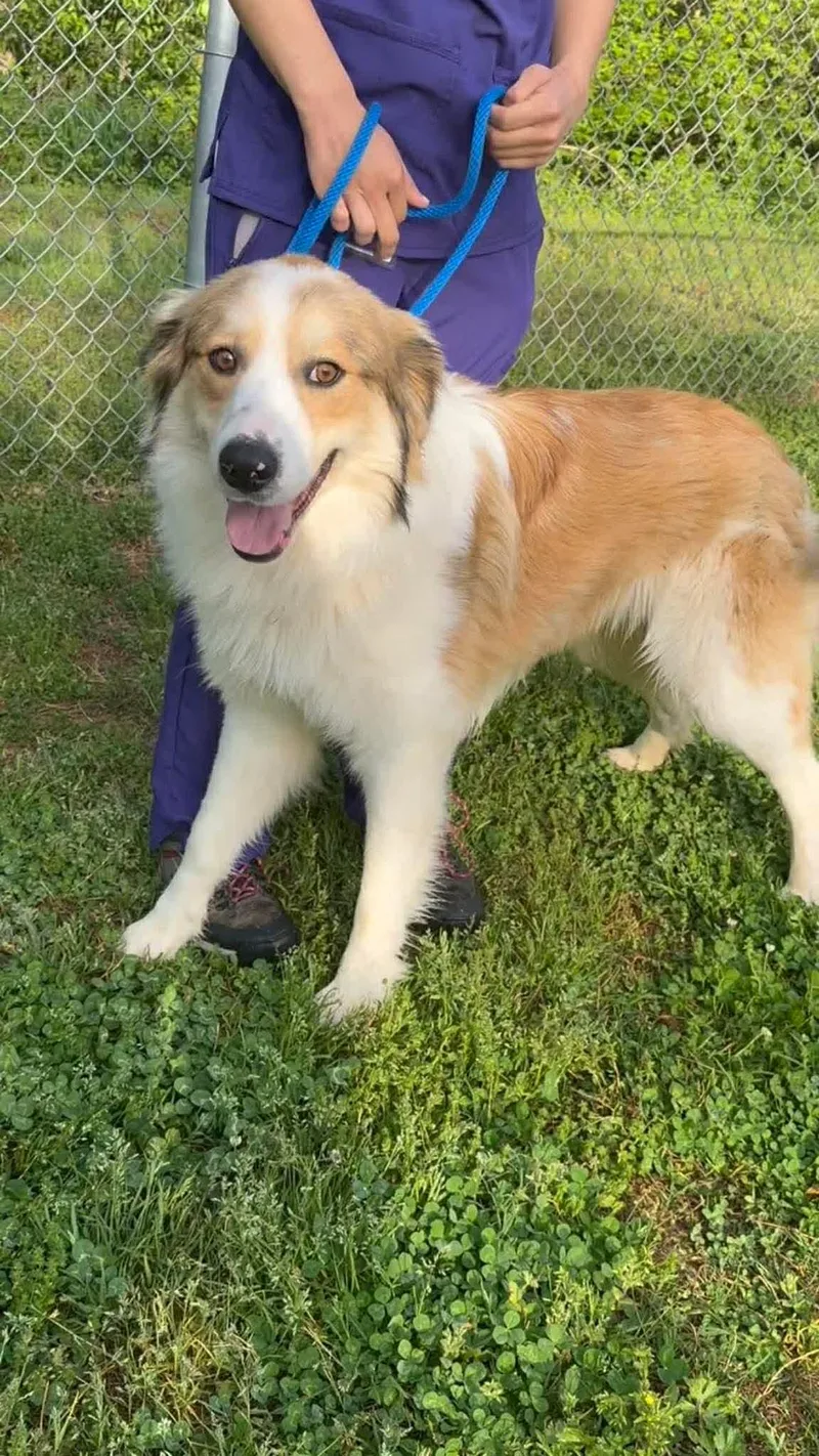 A young large-sized male Australian Shepherd dog named Pierce for adoption in Holbrook, NY