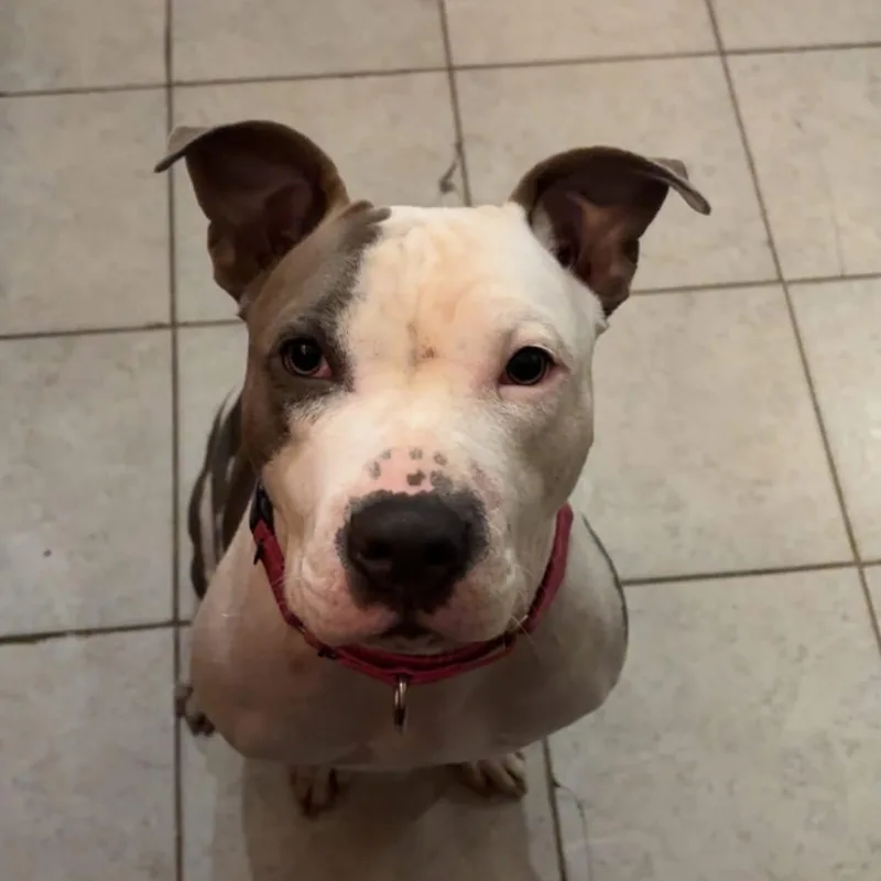 An adult large-sized female Gray / Blue / Silver American Staffordshire Terrier dog named Blair for adoption in Salem, NH