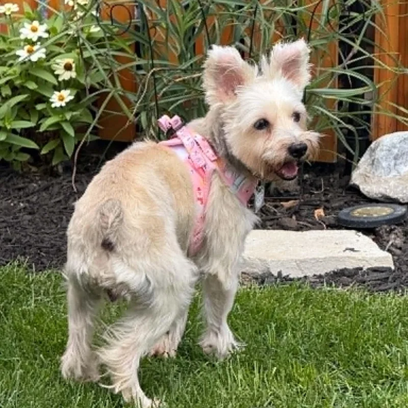 An adult small-sized female Miniature Schnauzer dog named Princess Sponsor me for adoption in Homer Glen, IL