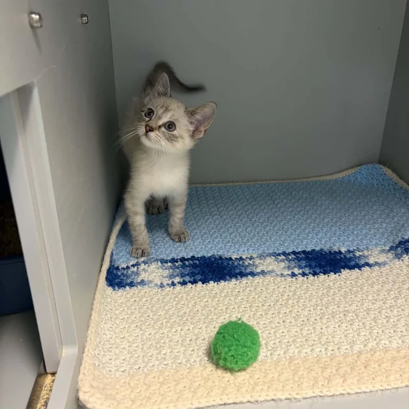 A young medium-sized female Siamese cat named Cupcake for adoption in Nevada, MO
