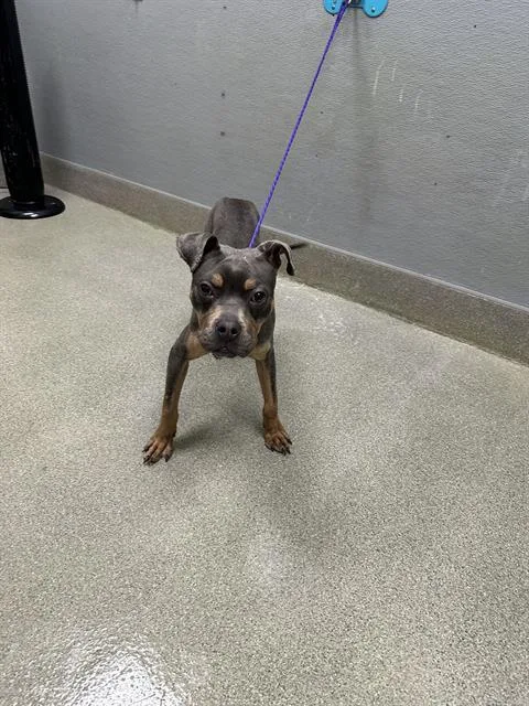 A young medium-sized male Pit Bull Terrier dog named Menace for adoption in Las Vegas, NV