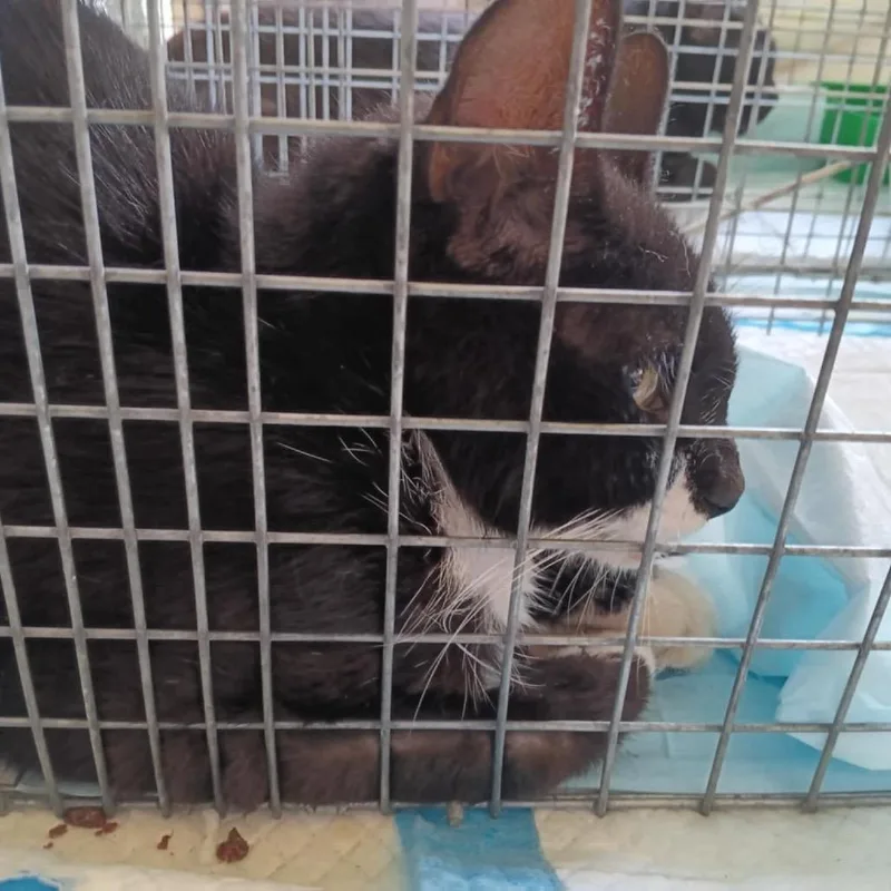 An adult medium-sized female Black Domestic Short Hair cat named Cowgirl for adoption in Ashtabula, OH