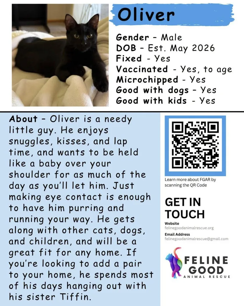 A baby medium-sized male Black Domestic Short Hair cat named Oliver for adoption in Eugene, OR