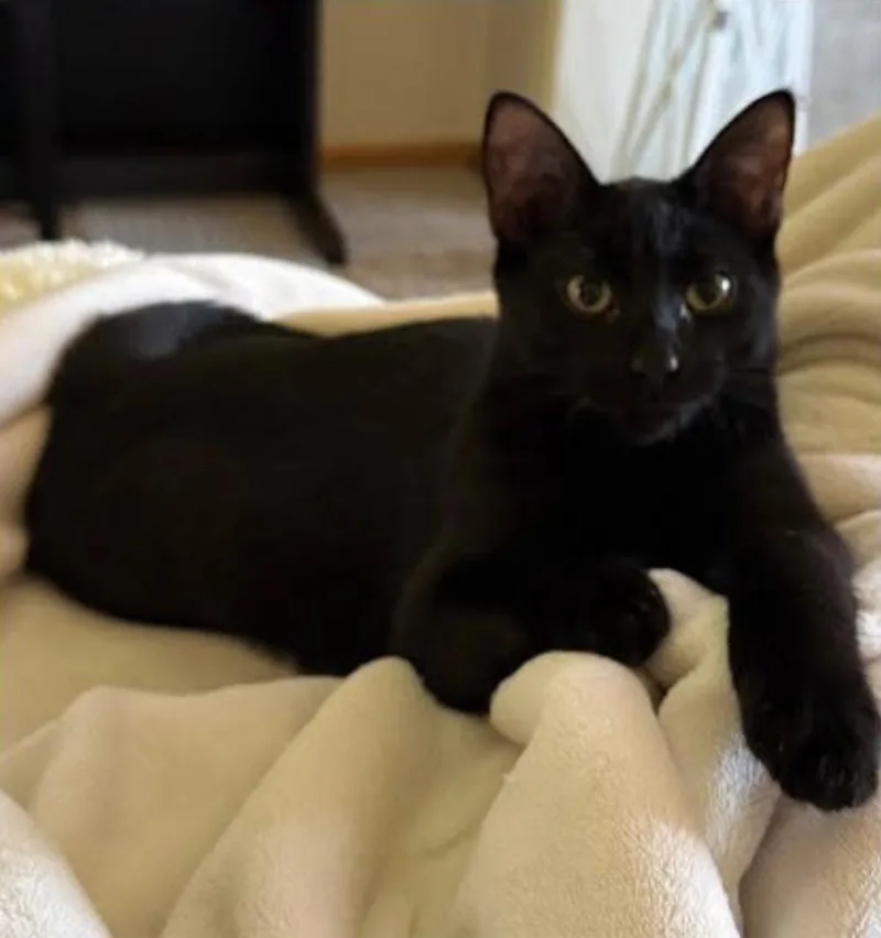 Oliver thumbnail 2