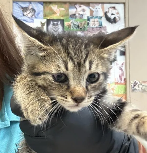 Walnut Whiskers