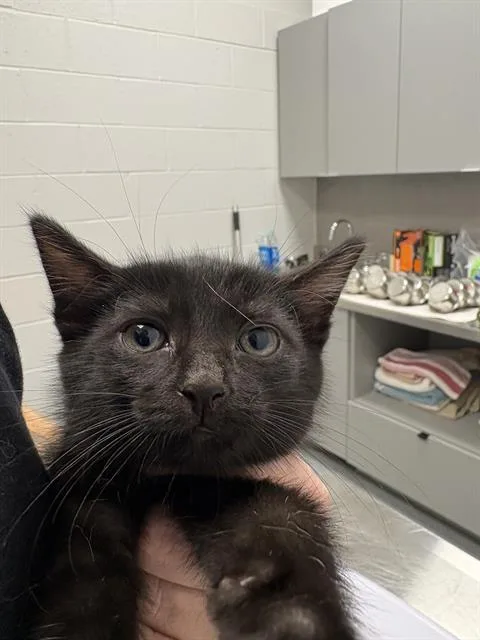 A baby small-sized male Domestic Short Hair cat named Guitar George for adoption in Indianapolis, IN