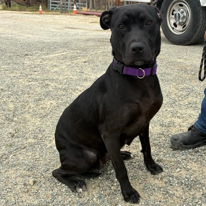 A young medium-sized female Black Black Labrador Retriever dog named Hope for adoption in Hawthorne, CA