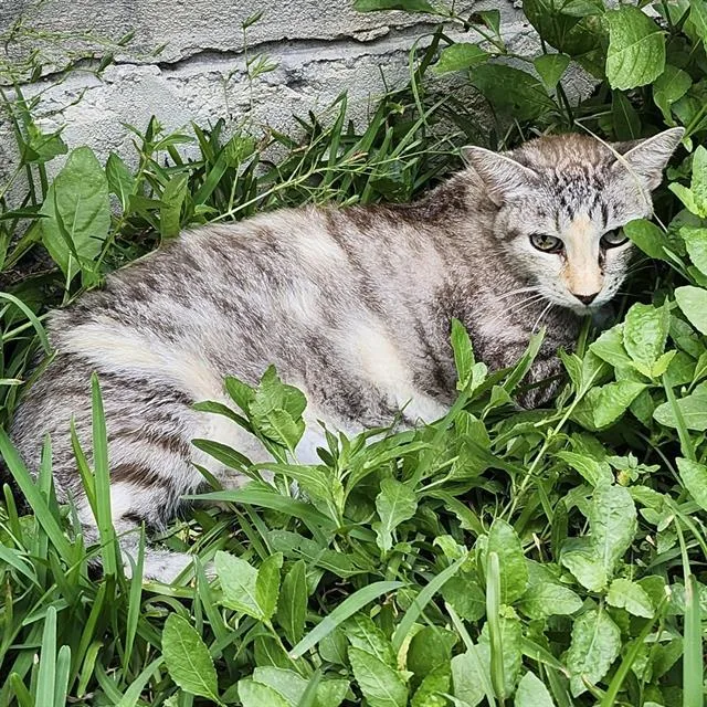 An adult small-sized female Domestic Short Hair cat named Arabella for adoption in San Antonio, TX