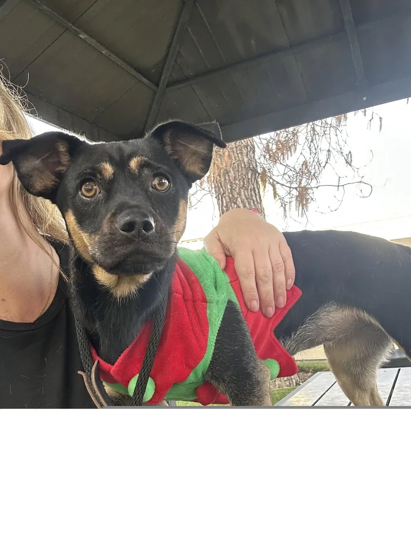 An adult medium-sized female Pug dog named Canela for adoption in Roseville, CA