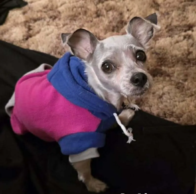 Tater Tot thumbnail 2