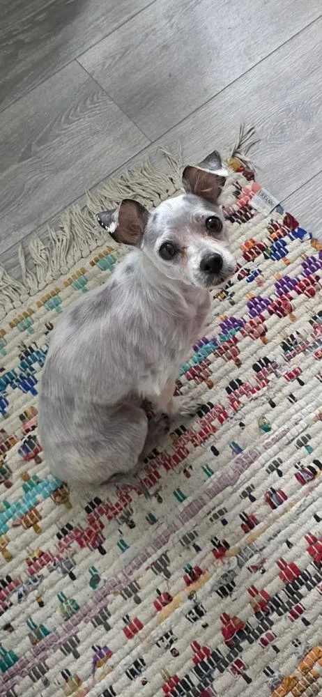 Tater Tot thumbnail 3