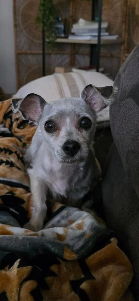 Tater Tot thumbnail 4