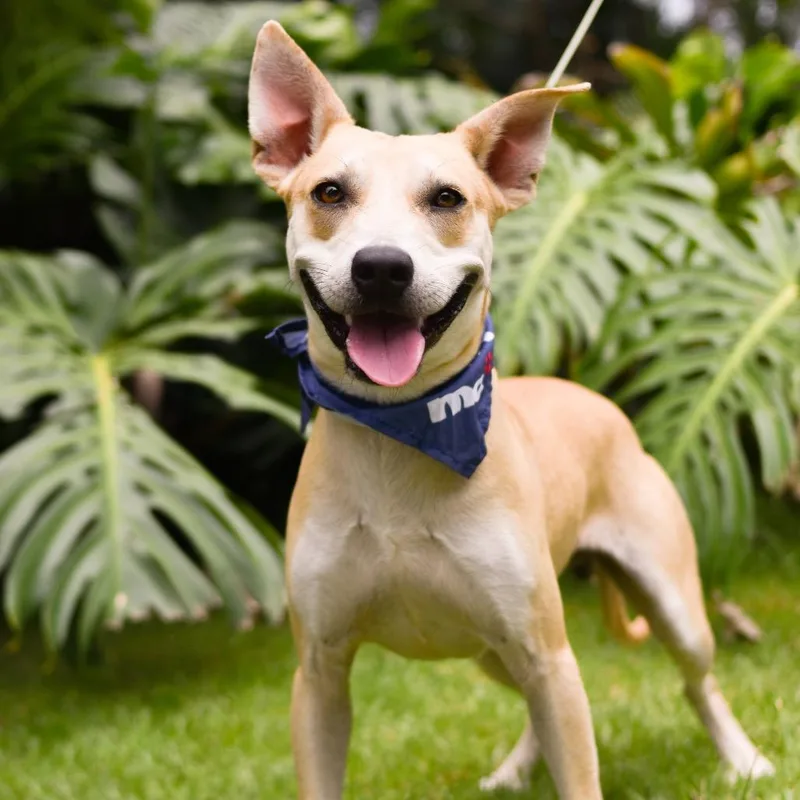 An adult medium-sized male Yellow / Tan / Blond / Fawn Mixed Breed dog named Finn for adoption in Kailua Kona, HI