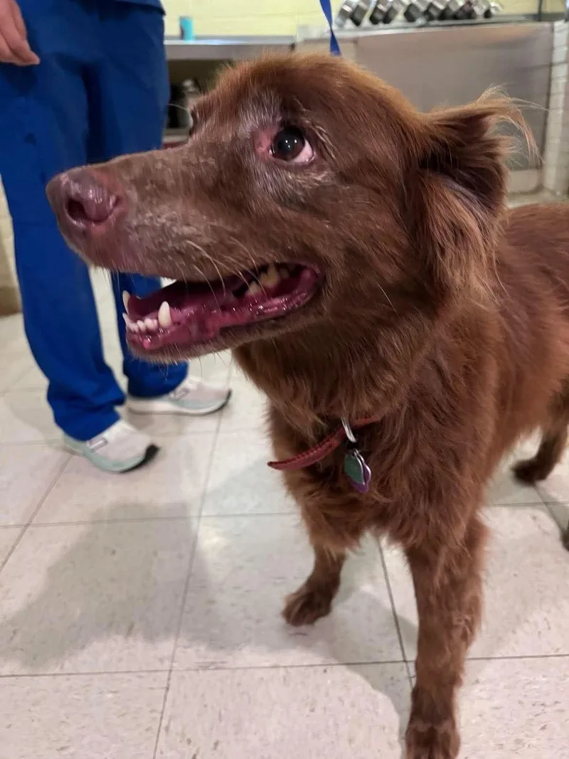 A senior medium-sized female Australian Shepherd dog named Cocoa Bear for adoption in Guntersville, AL