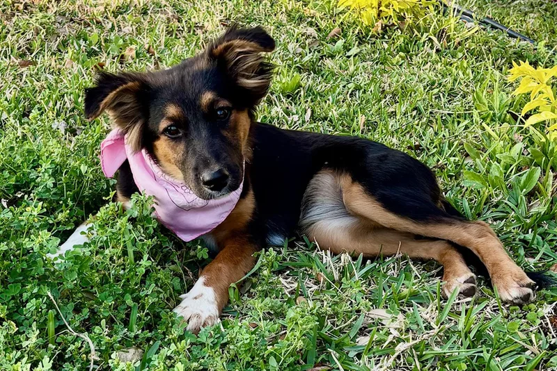 Nala  Love Bug! thumbnail 3