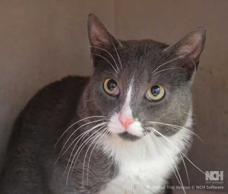 A young medium-sized male Gray & White Domestic Short Hair cat named Chattanooga for adoption in House Springs, MO