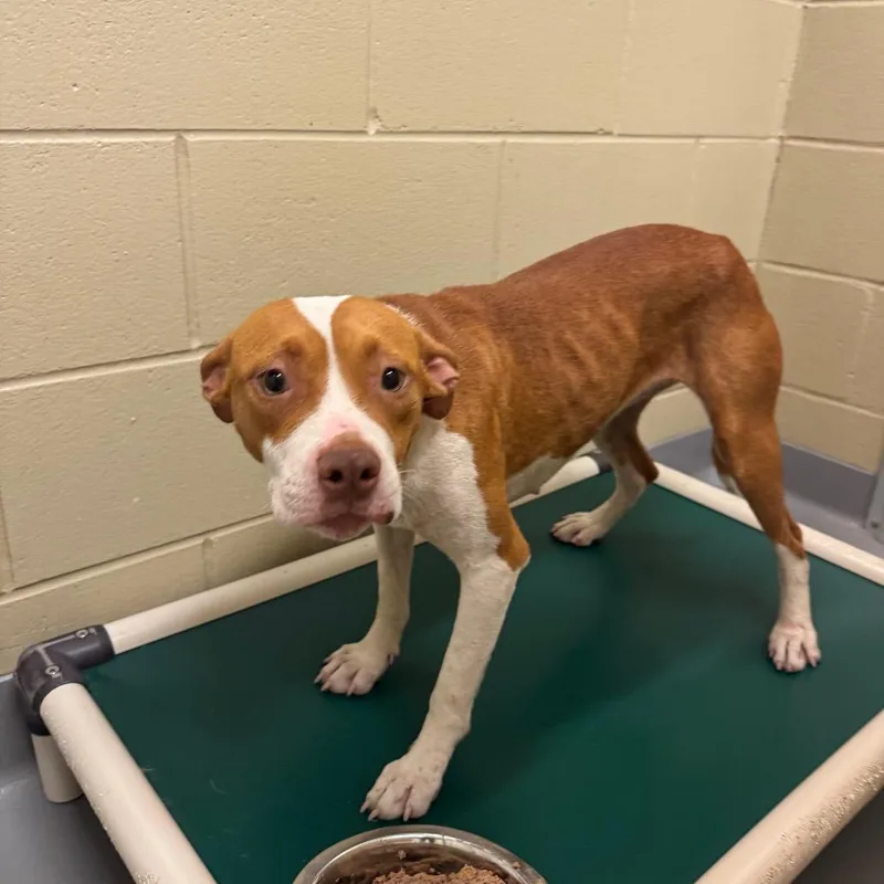 A young medium-sized female Brown / Chocolate Mixed Breed dog named Hattie for adoption in Columbus, GA