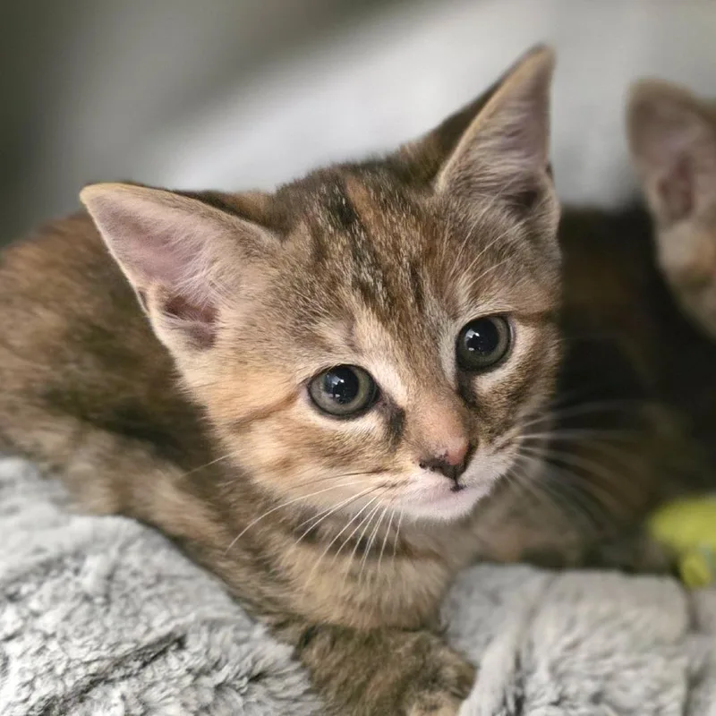 A baby small-sized female Torbie Domestic Short Hair cat named Petunia for adoption in Gloucester, VA