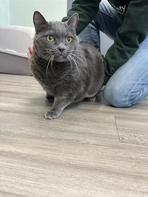 A senior small-sized male Domestic Short Hair cat named Oliver for adoption in Westminster, MD