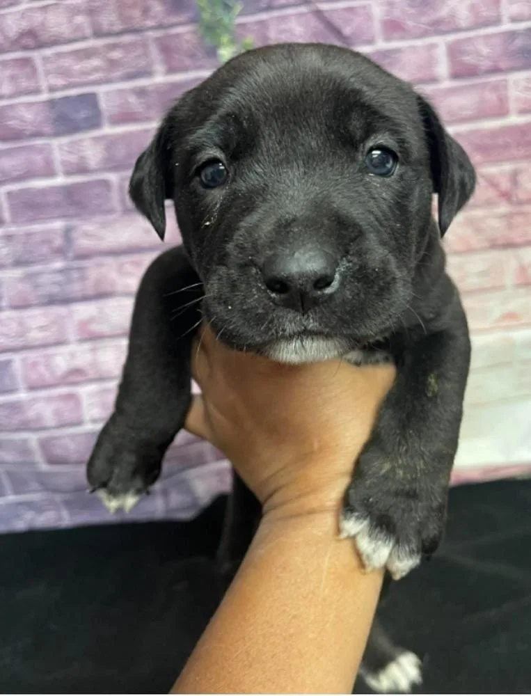 A baby large-sized male Tricolor (Brown, Black, & White) American Bulldog dog named Bowie for adoption in Sedalia, CO