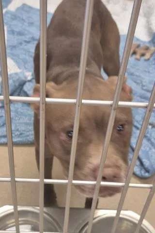 An adult medium-sized male Pit Bull Terrier dog named Old Red Grandpa for adoption in Decatur, IL