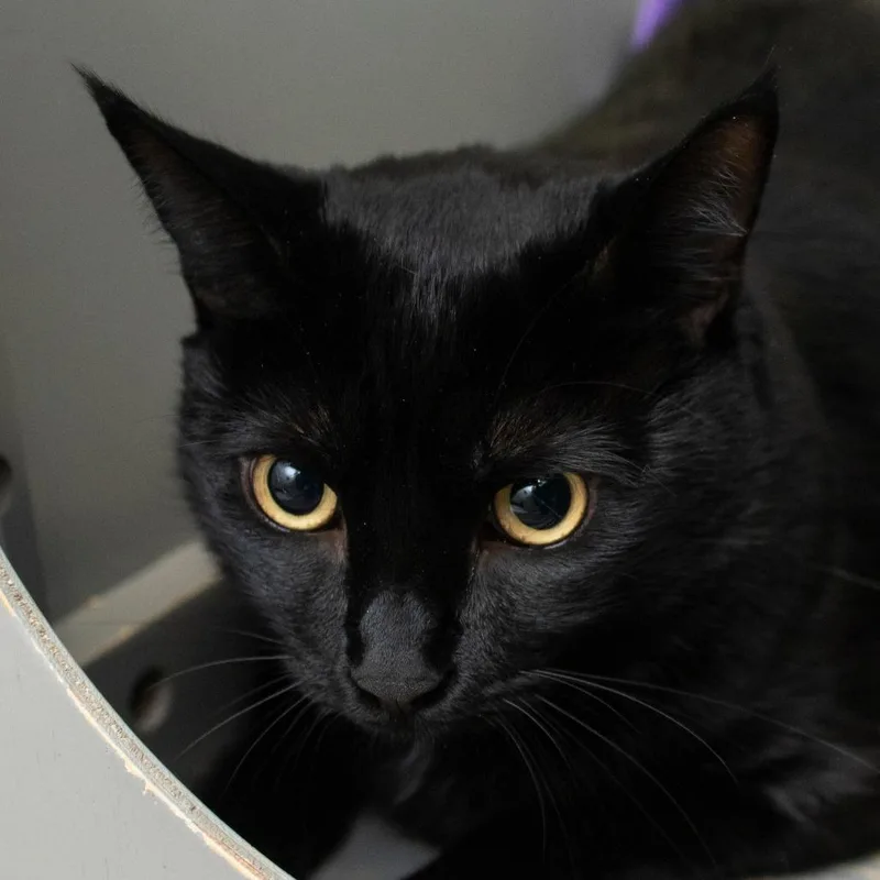 An adult extra large-sized female Black Domestic Short Hair cat named Cecelia for adoption in Middletown, RI