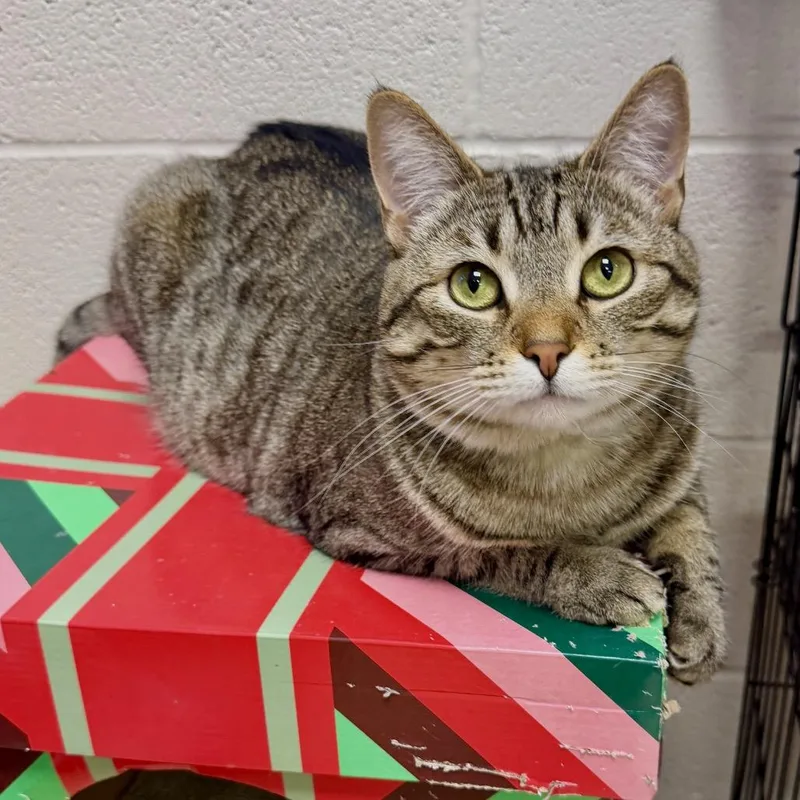 Clementine thumbnail 2