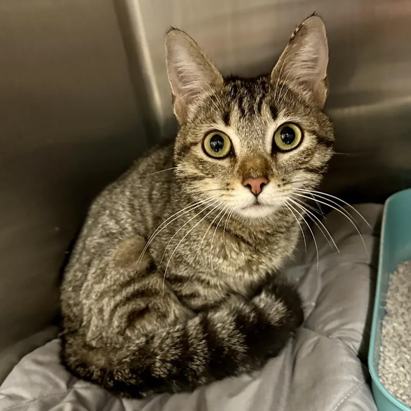 Clementine thumbnail 3