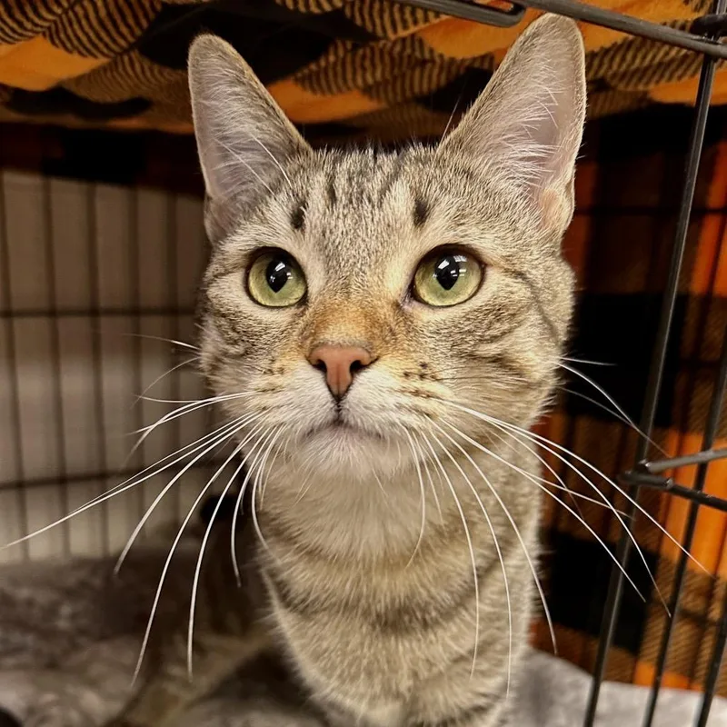 Clementine thumbnail 4