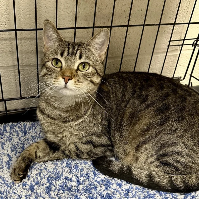 Clementine thumbnail 5