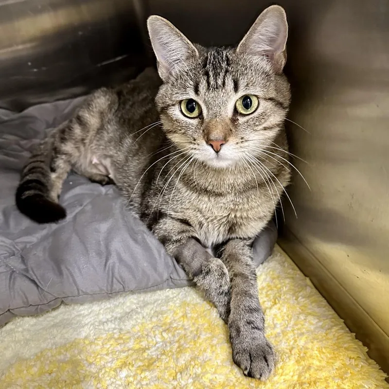 Clementine thumbnail 6