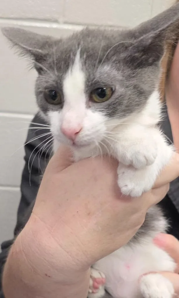 A baby small-sized female Domestic Short Hair cat named Harley Quinn for adoption in East Ridge, TN