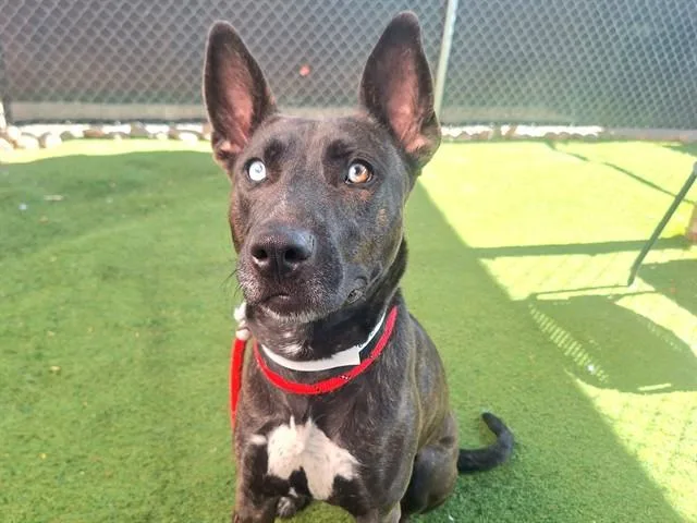 A young large-sized female Dutch Shepherd dog named Tango for adoption in Phoenix, AZ