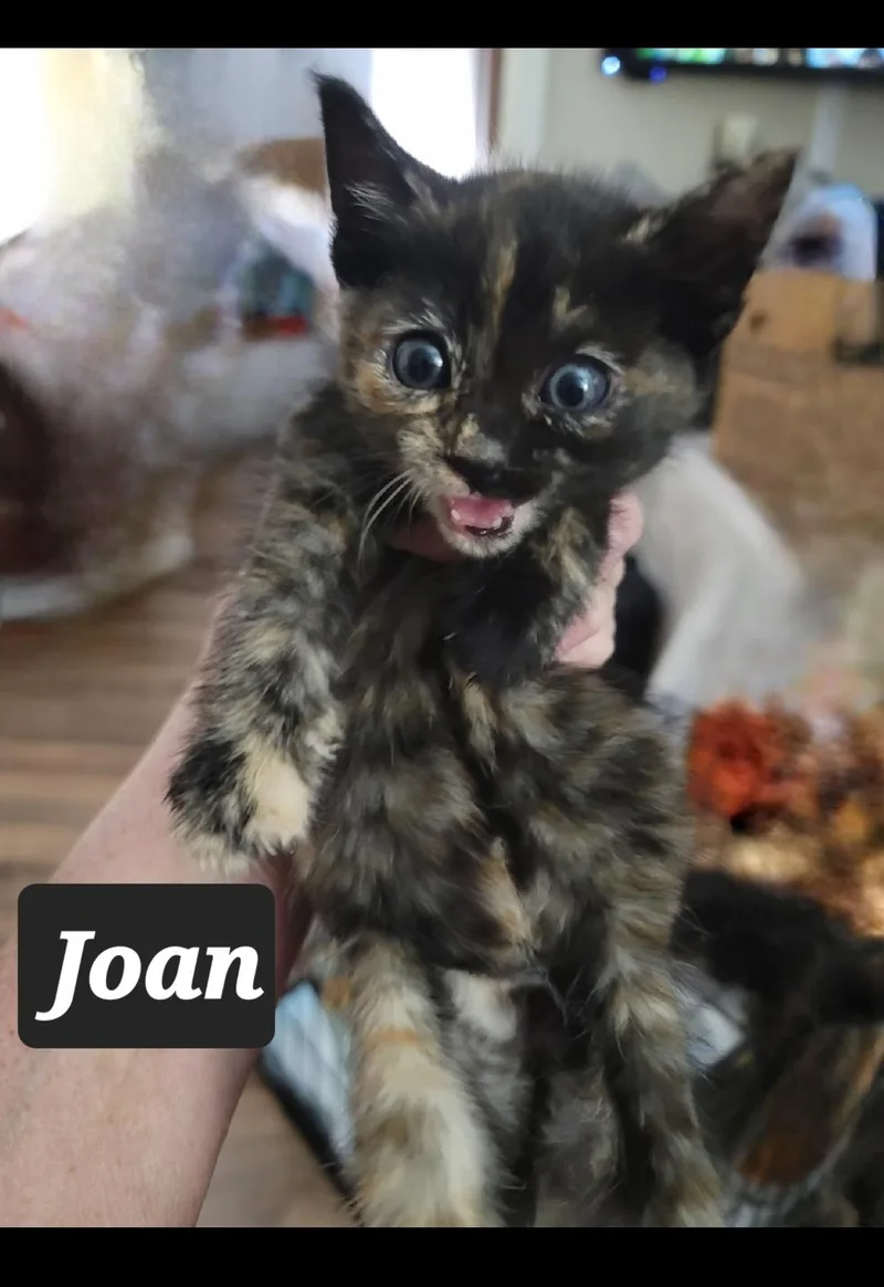 A baby small-sized female American Shorthair cat named Joan Crawford for adoption in Heyburn, ID