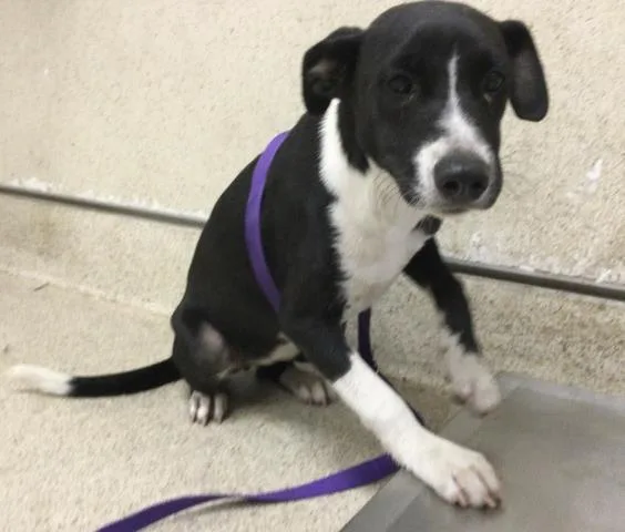 A baby medium-sized female Shepherd dog named Minnie for adoption in Riverside, CA