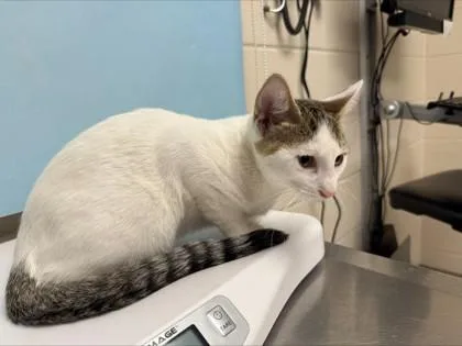 A baby small-sized male Domestic Short Hair cat named Zeus for adoption in Woodbury, MN