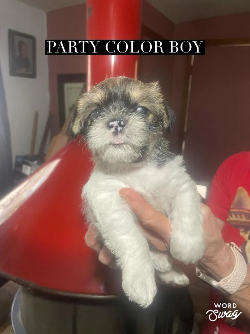 Party Color Boy