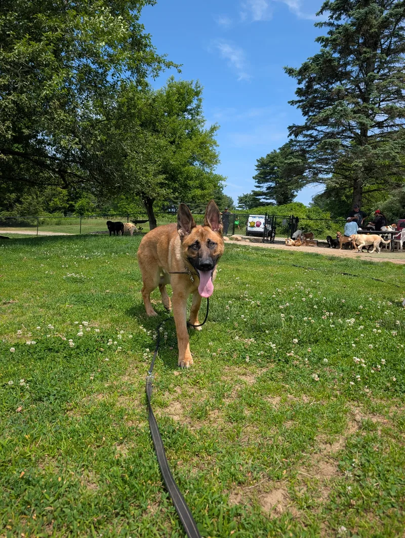 A baby large-sized male Red / Chestnut / Orange German Shepherd Dog dog named Conner for adoption in Mansfield Center, CT