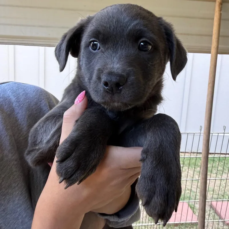 A baby small-sized female Gray / Blue / Silver Mixed Breed dog named Mist for adoption in Hamilton, GA
