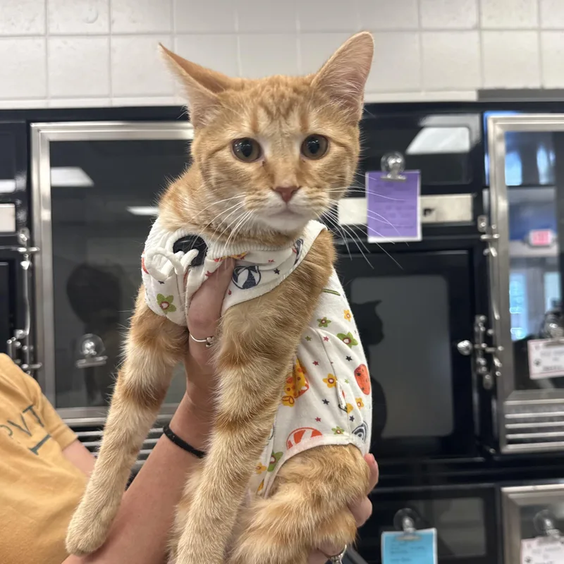 A young small-sized female Domestic Short Hair cat named Nala for adoption in Kearney, NE