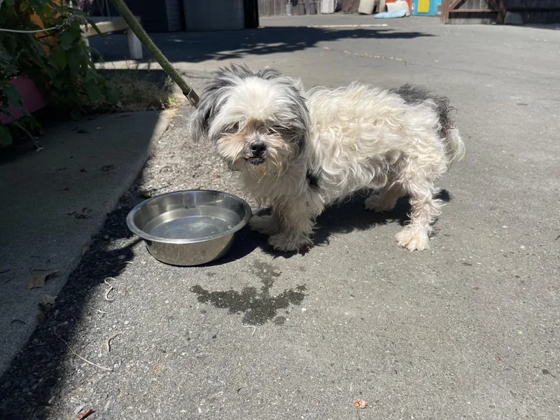 A senior small-sized male Gray / Blue / Silver Shih Tzu dog named Chia for adoption in Santa Rosa, CA
