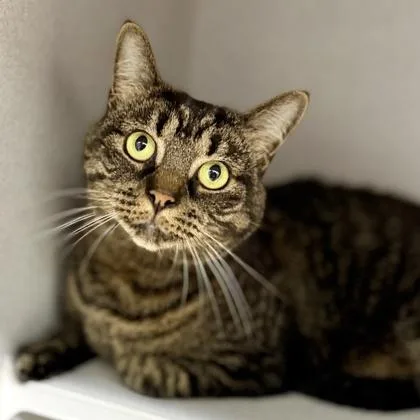 An adult small-sized male Brown / Chocolate Domestic Short Hair cat named Clover for adoption in Atlanta, GA